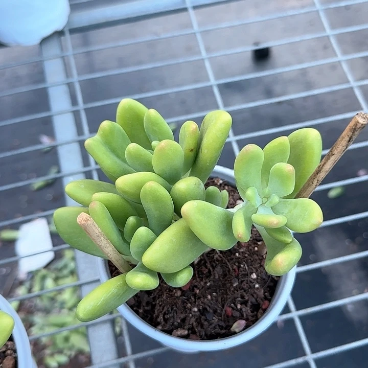 青蛙王子儿童1111