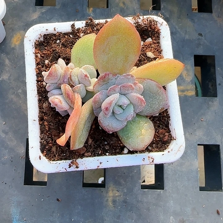 猪*婆青蛙王子儿童牙膏1111