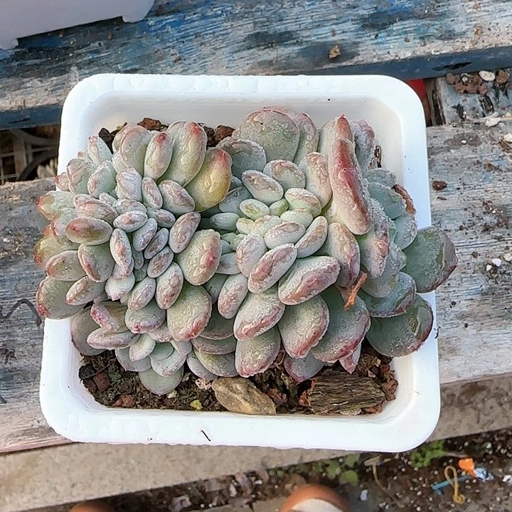 青蛙王子儿童牙膏111