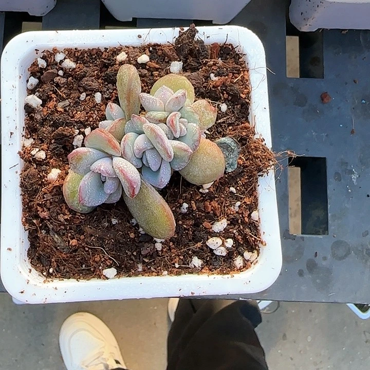 Ⅹ*n青蛙王子儿童牙膏111