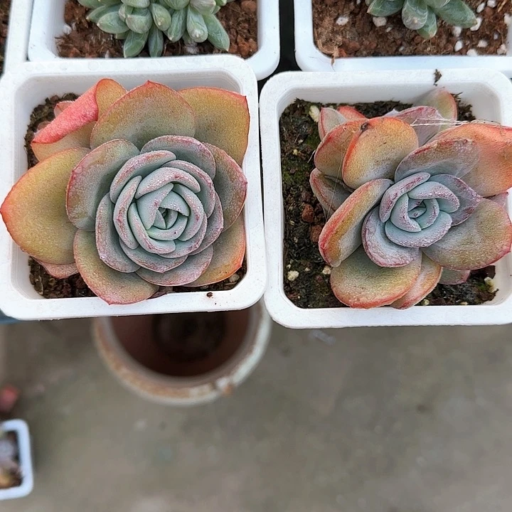 纷**雨青蛙王子儿童牙膏1111