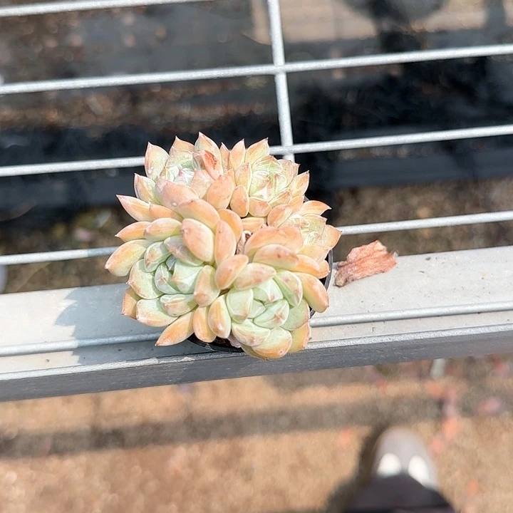 木*青蛙王子儿童1111
