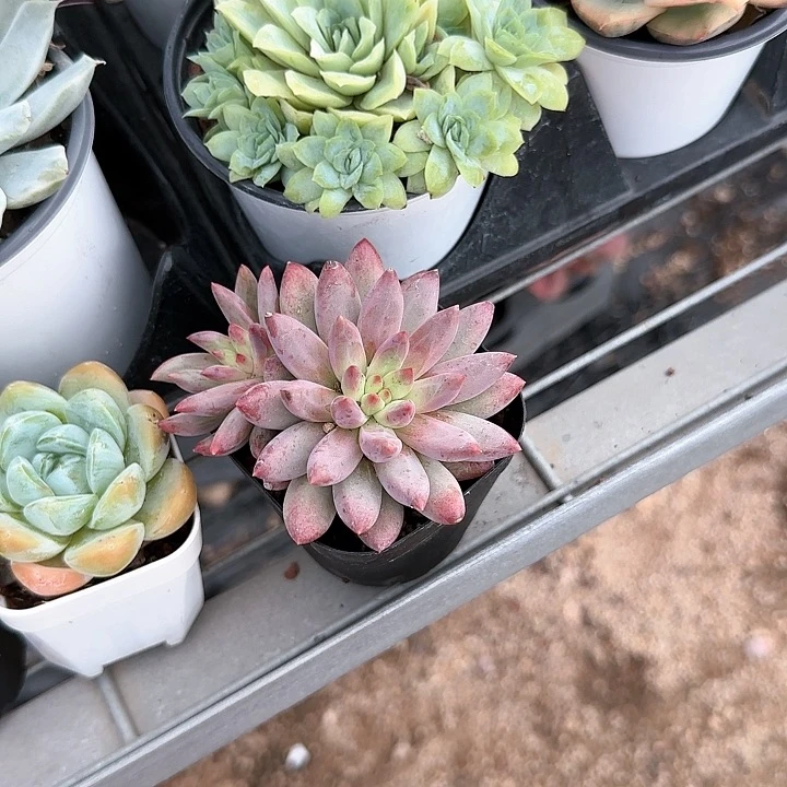 太*花青蛙王子儿童11111