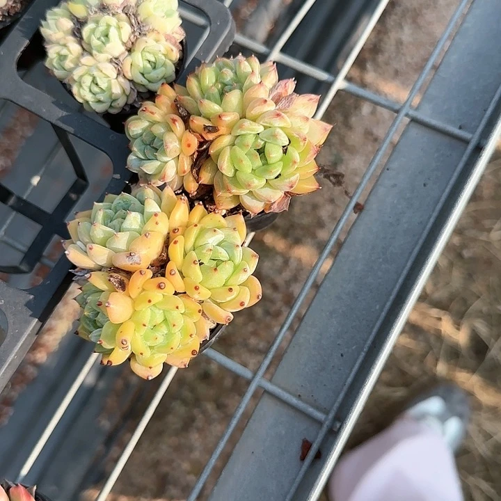 木*青蛙王子儿童1111