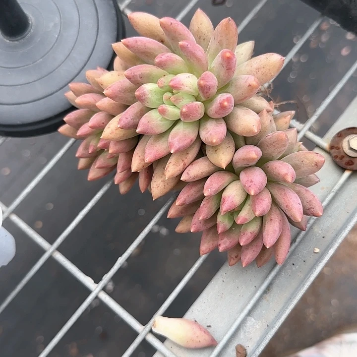 信***活青蛙王子儿童11111