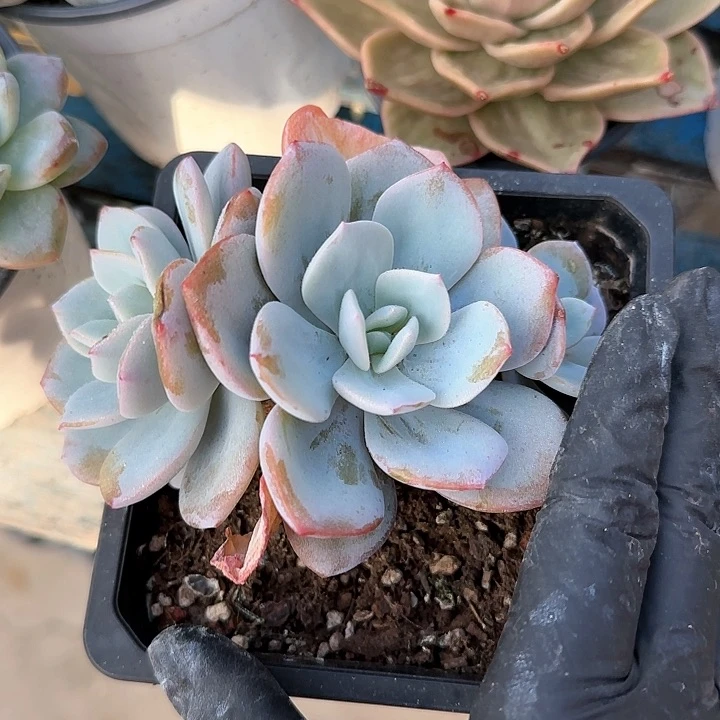 ✨**?青蛙王子儿童牙膏牙刷111