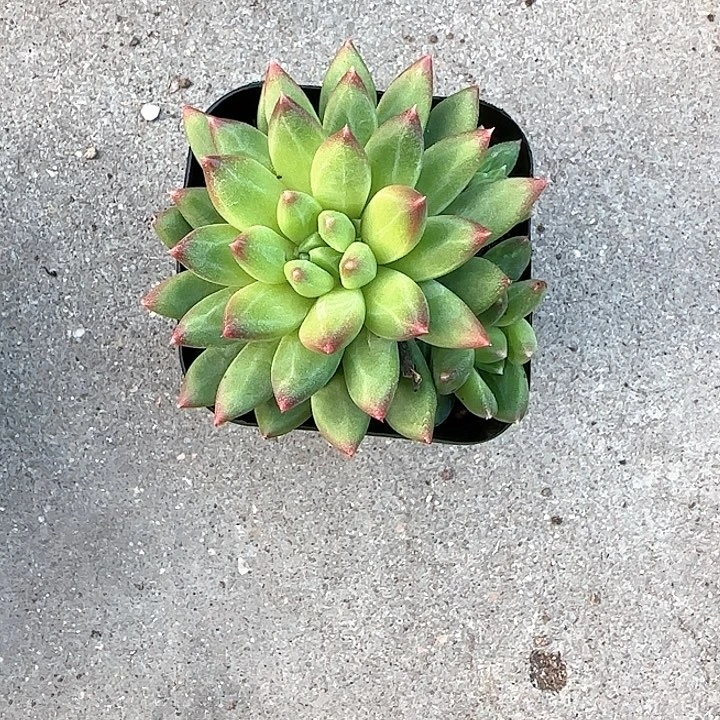 心****师青蛙王子儿童牙膏111