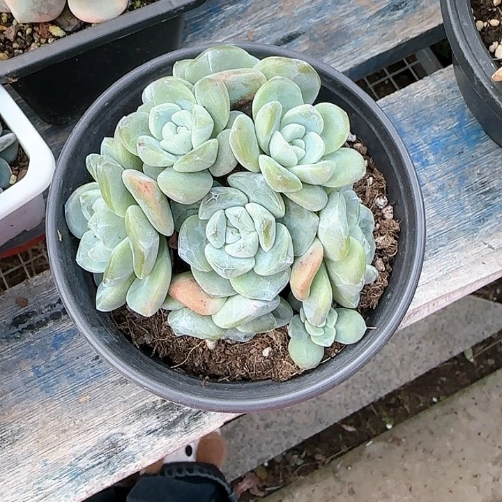 ?**妹青蛙王子儿童牙膏1111