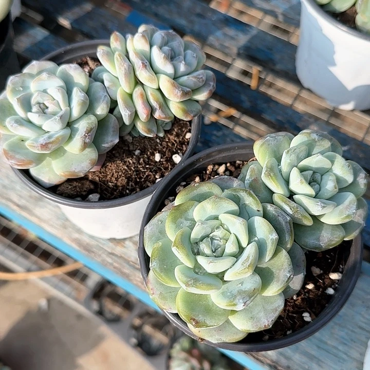 畅**彤青蛙王子儿童牙膏1111