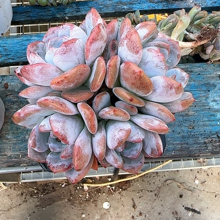 M****鬼青蛙王子儿童牙膏1111