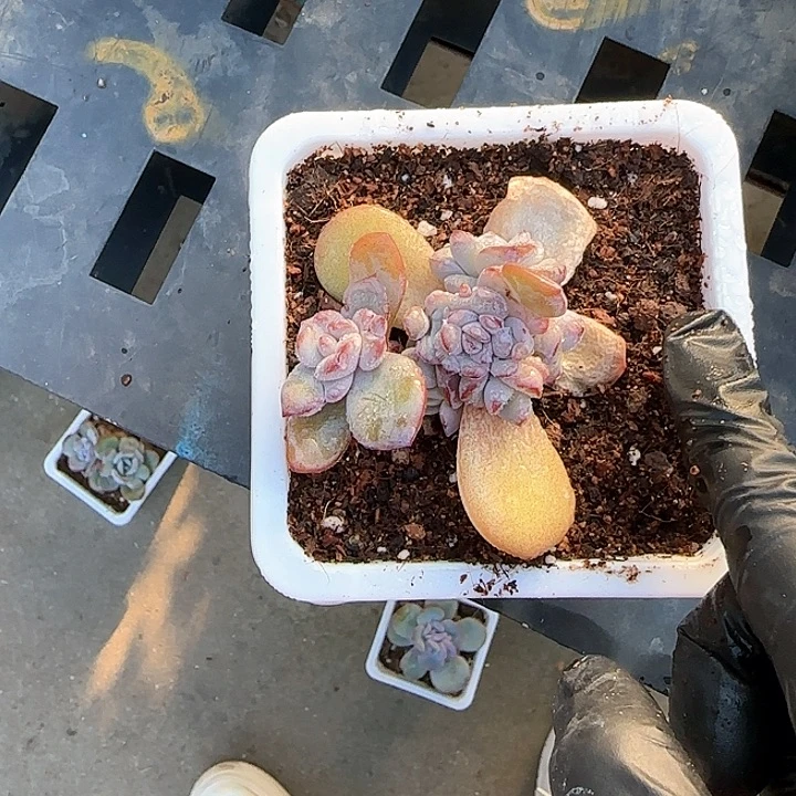 馨*青蛙王子儿童牙膏1111