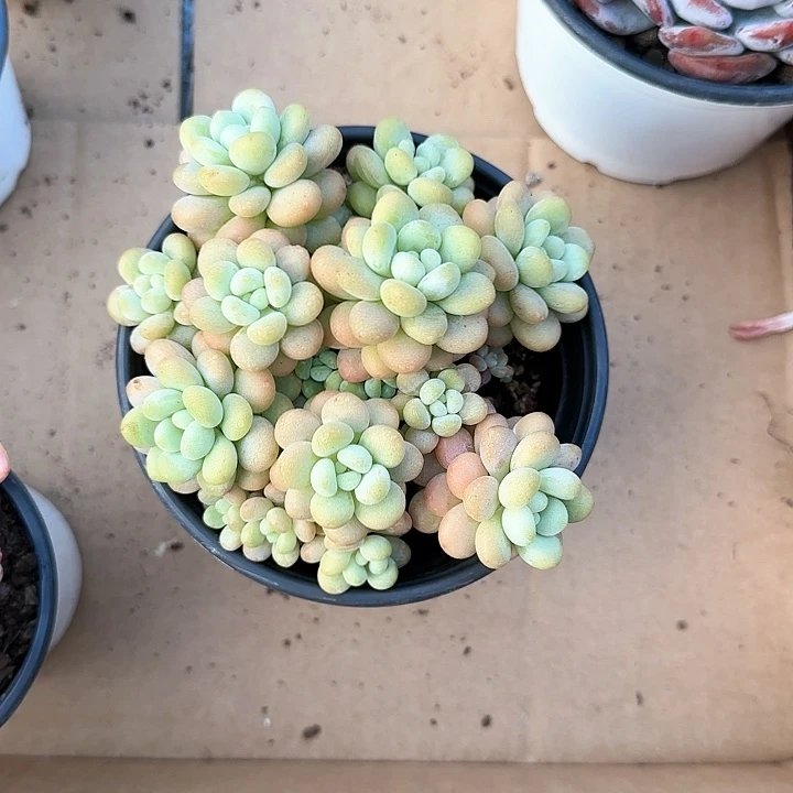 远****姐青蛙王子儿童牙膏牙刷111