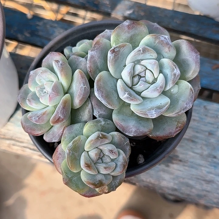 畅**彤青蛙王子儿童牙膏1111