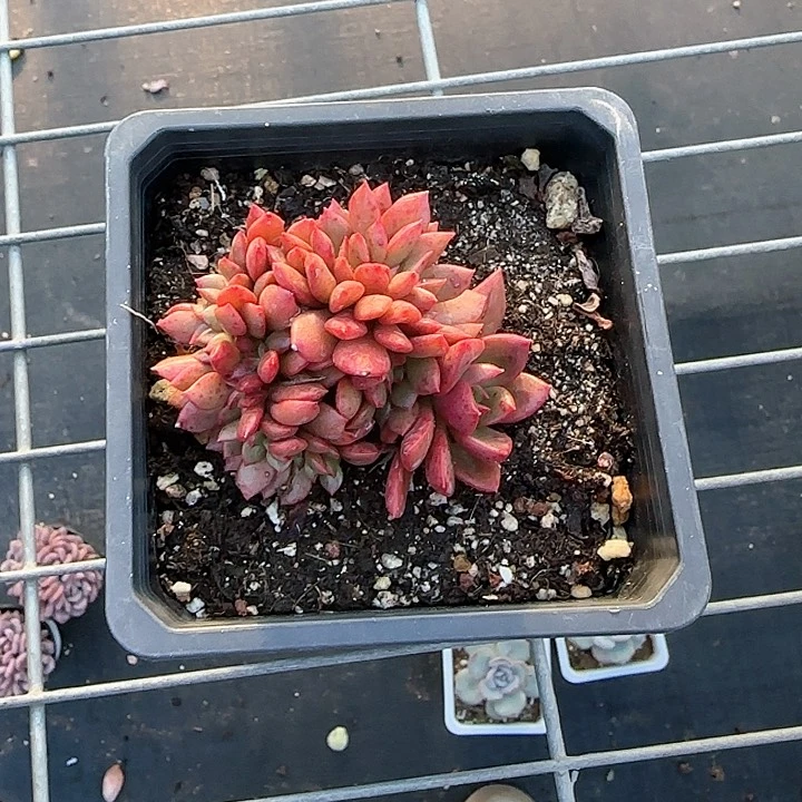 空*哇青蛙王子儿童1111