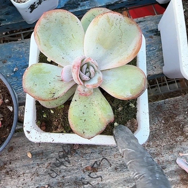青蛙王子儿童牙膏111