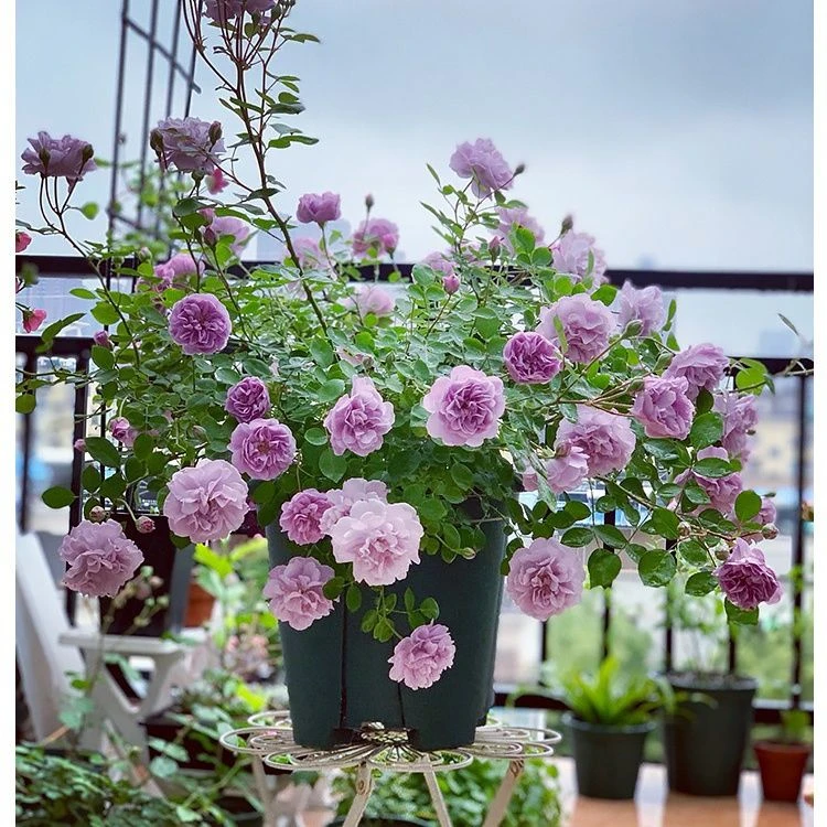 蓝色阴雨 爬藤月季花苗勤花抗病庭院四季阳台可垂吊植物盆栽花苗