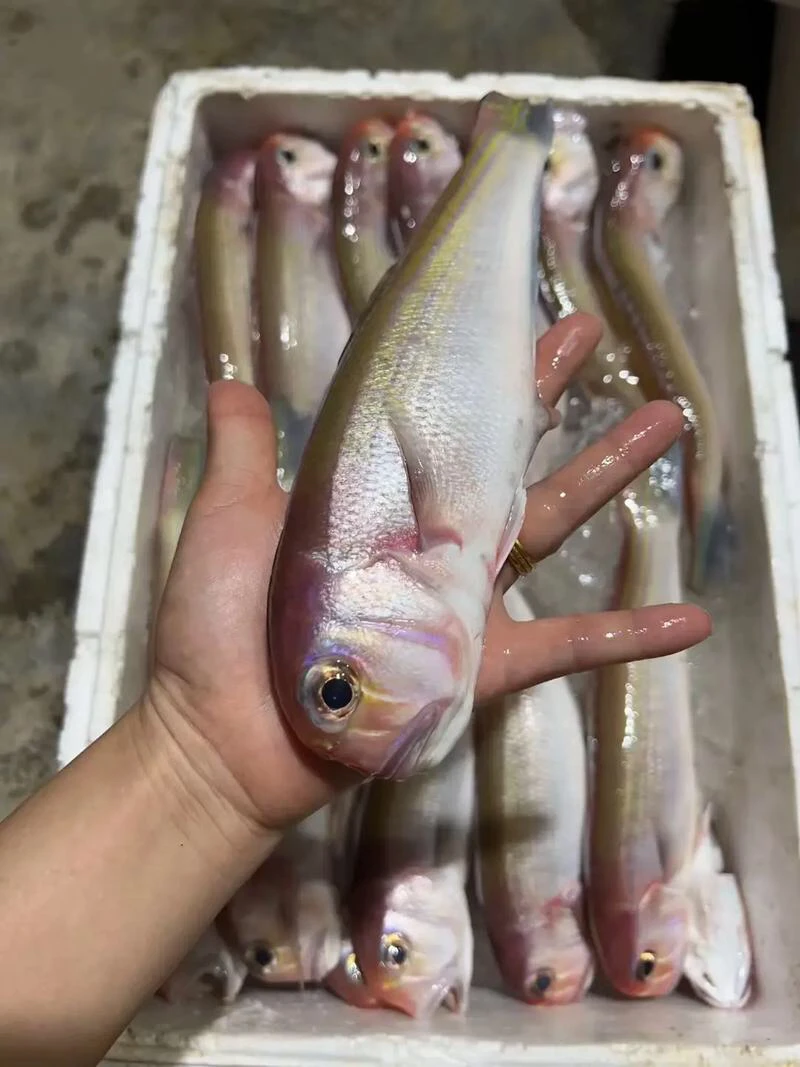 野生马头鱼本港海钓马头鱼鲜活速冻广东茂名博贺鱼港顺丰包邮
