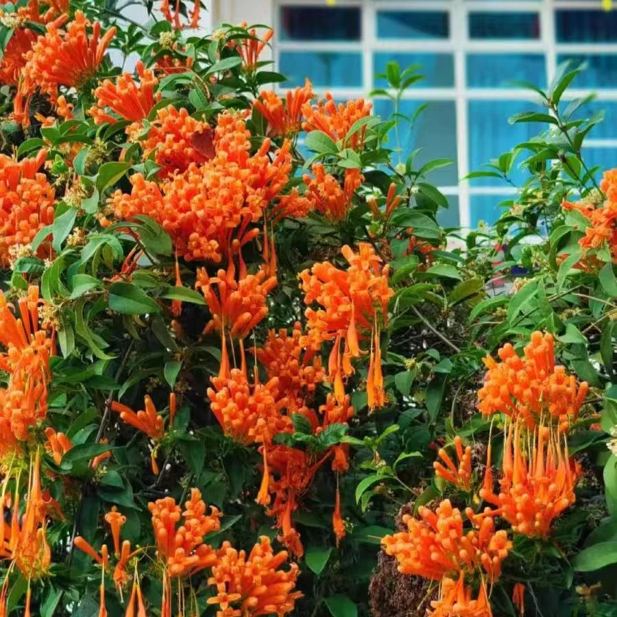 正宗炮仗花苗爬藤花卉四季开花常青绿植庭院室外好养花苗基地直销