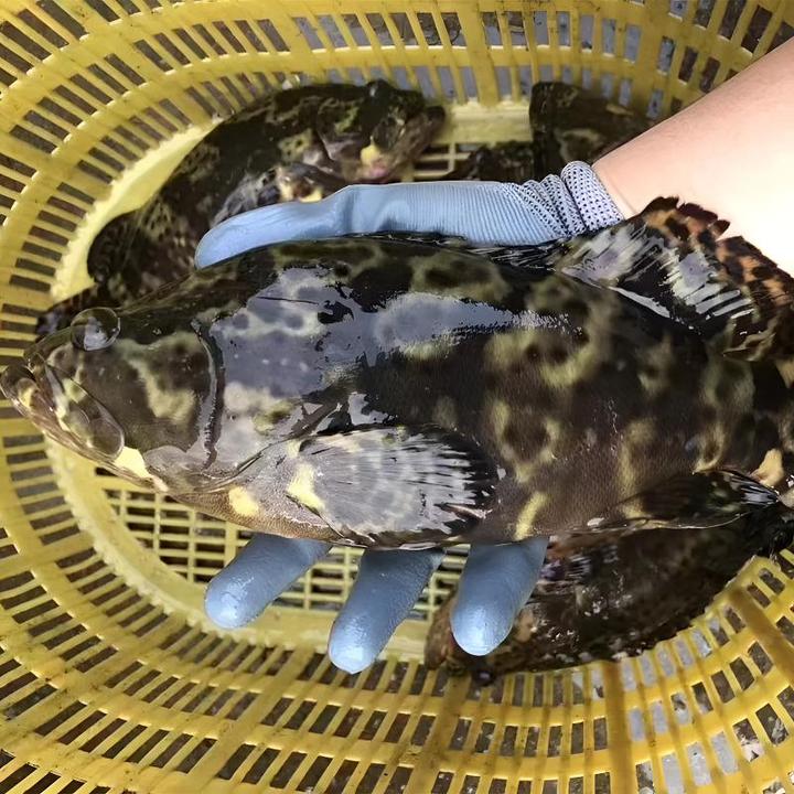 航海猫石斑鱼3斤到手2-3条共3斤 东山岛深海石斑鱼