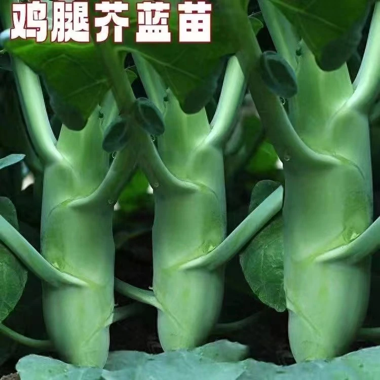 秋冬耐寒蔬菜苗鸡腿芥兰苗子盆栽地栽均可鲜嫩可口的鸡腿芥兰种苗