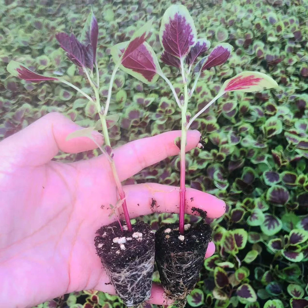 红苋菜秧苗苋菜种子盆栽地栽野菜秧苗红圆叶一点红苋菜青苋菜种子