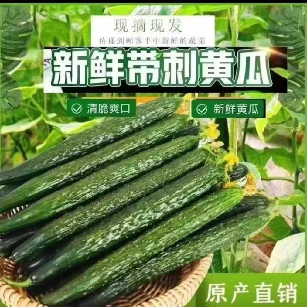 河南带刺长黄瓜当季新鲜黄瓜即食包邮农家自种生吃长带刺青瓜