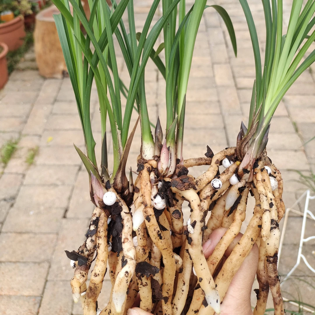 莲瓣兰小胖子200起步，直播间下单窗口一物一拍