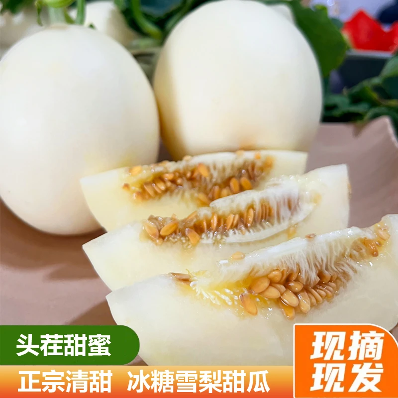 陕西阎良甜瓜蜜甜新鲜美味水果种植自然哈蜜瓜羊角蜜产地脆甜果园