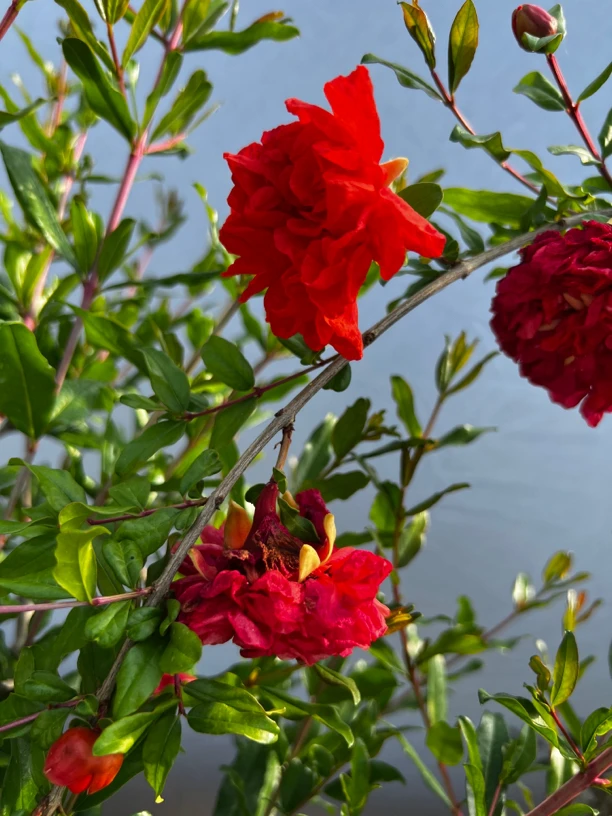 【金钰苗园】石榴盆景景观树，直播间截图为准，下单前请联系客服