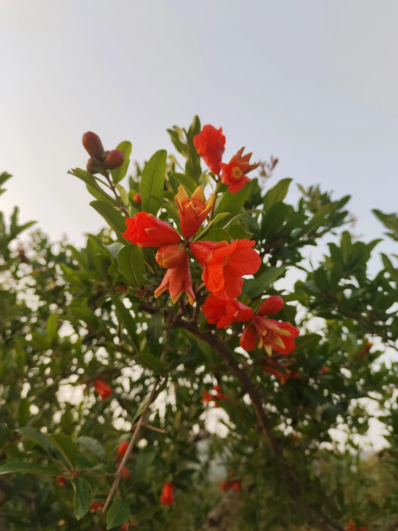 【金钰苗园】大红袍石榴花直播间截图为准，下单前请联系客服