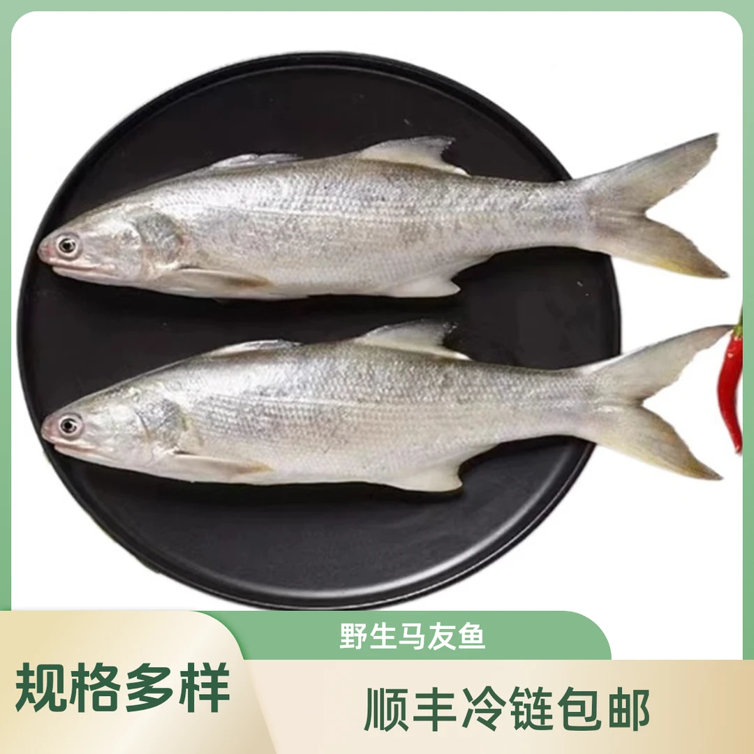 【湛小鲜】野生马友鱼现称现拍改价链接顺丰冷链包邮湛江发货2-20斤