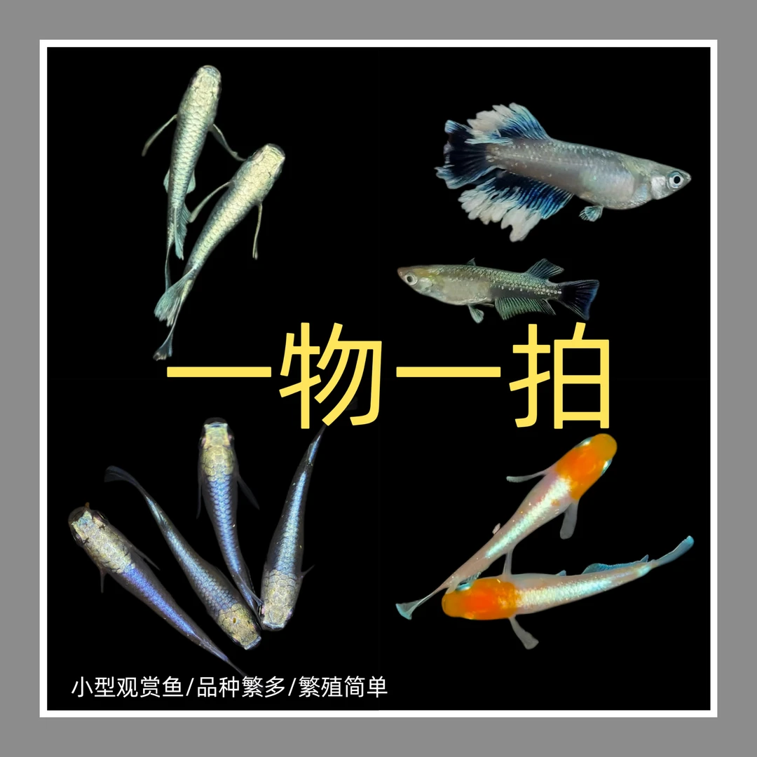 观背青鳉冷水鱼小型观赏鱼不用打氧不用加温过滤直播一物一拍专用