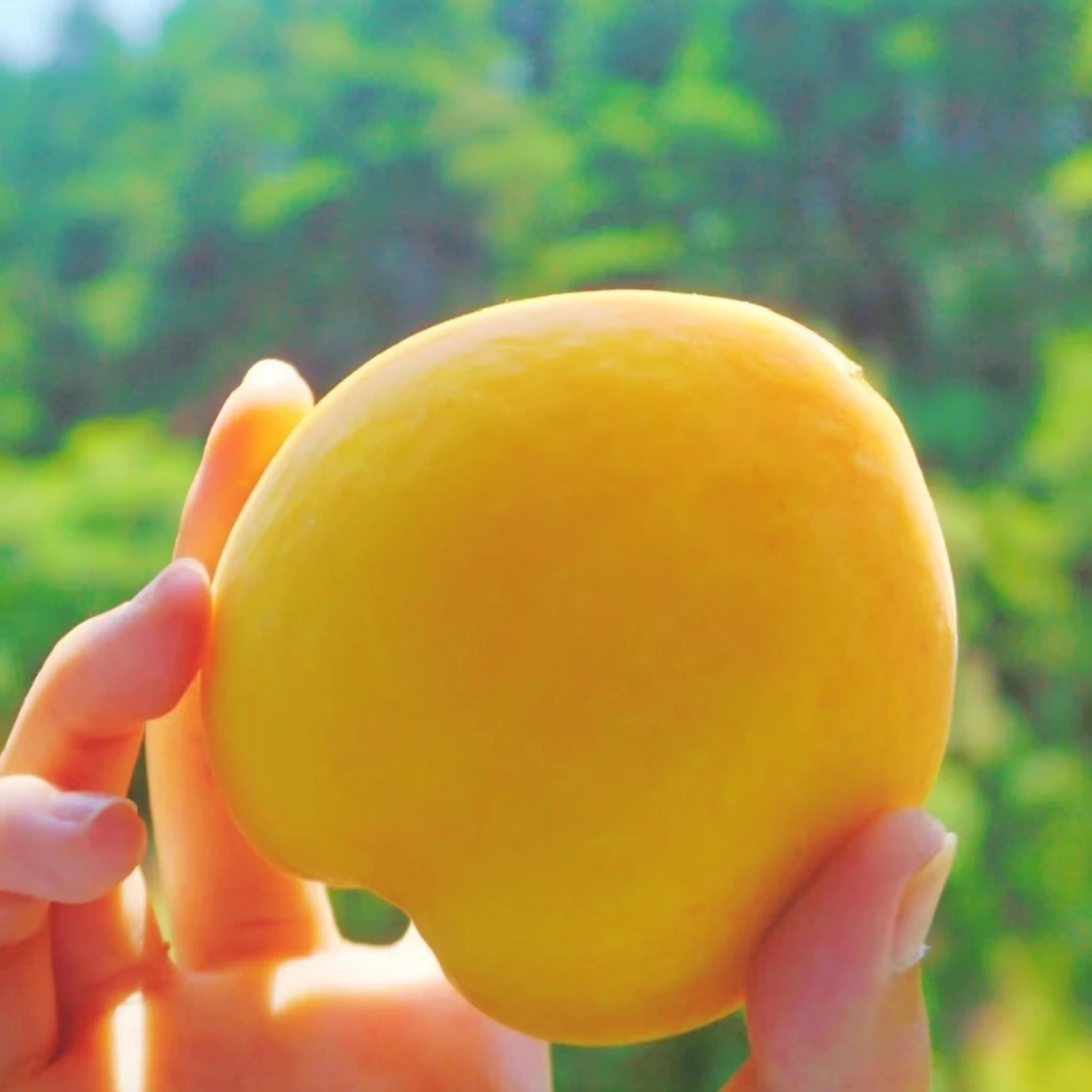 【物美价廉】桃之乡枣阳露天种植应季黄桃 桃香四溢 脆软两吃  香甜