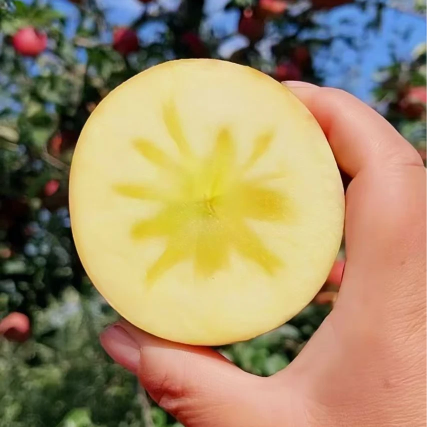 【昭通苹果】确实丑但一定好吃的云南昭通丑苹果 脆甜爽口 九甜一酸