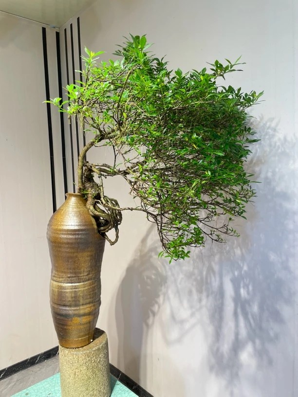 （也行植物丨专选盆景）四季揽叶栀子花