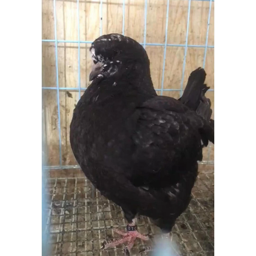 青年乳鸽 真空包装