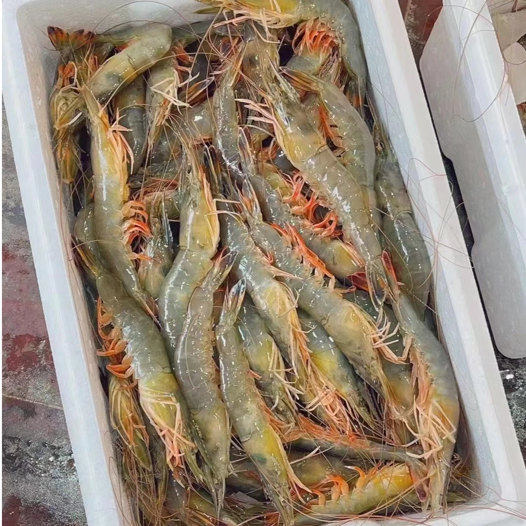 本地纯海水东方虾 顺丰发货保鲜不保活