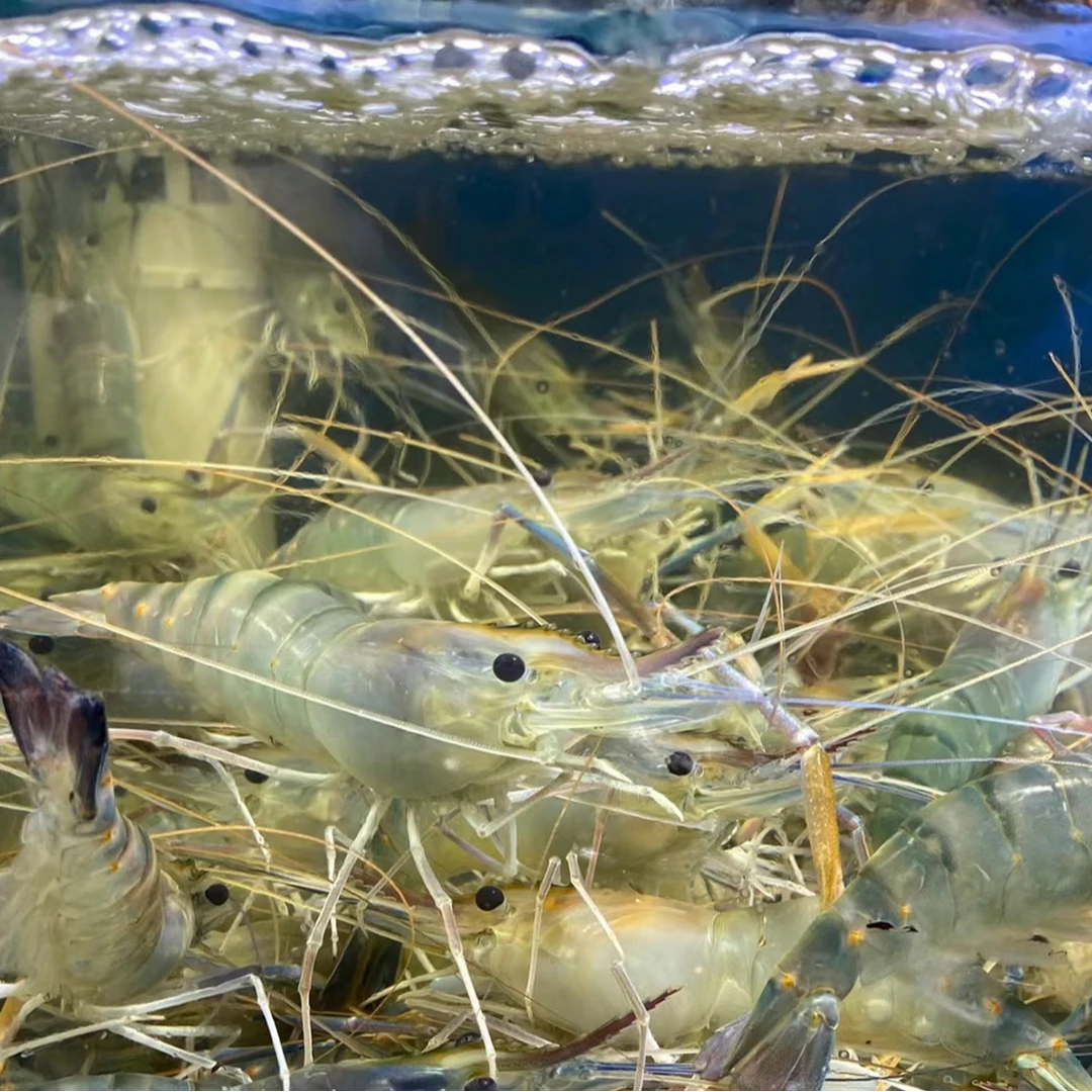 罗氏虾 顺丰发货保鲜不保活 除唐山市区以外 熟发 介意勿拍