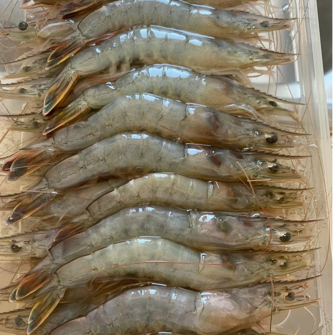 本地冷冻东方虾 10盘/箱 （6斤左右/箱）顺丰快递发货