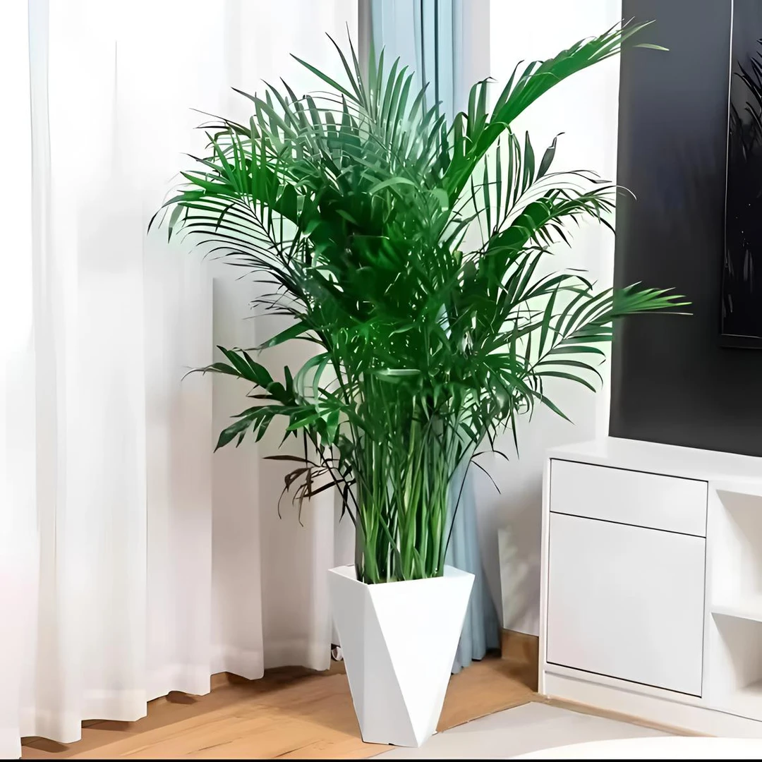 【1米-1.2米】网红大型富贵椰子落地摆放袖珍椰子散尾葵室内室外