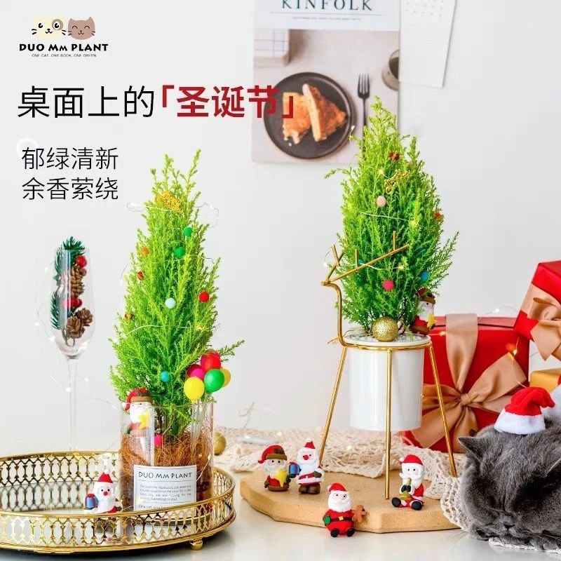 圣诞树盆栽小香松香冠柏树四季常青节日装饰桌面客厅盆栽室内绿植