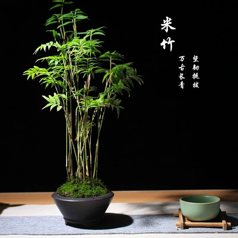 米竹盆栽盆景植物四季常绿驱蚊竹造景竹微景观盆景竹小叶米竹