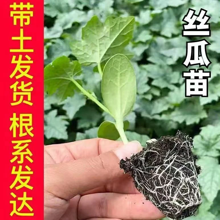 肉丝瓜秧苗带土秧苗早熟丝瓜苗蔬菜苗大全秧苗适合春天种的菜苗