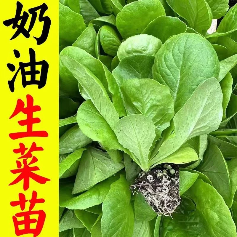 菜苗蔬菜苗幼苗生菜秧苗奶油生菜苗玻璃生菜苗秧阳台盆栽四季种植