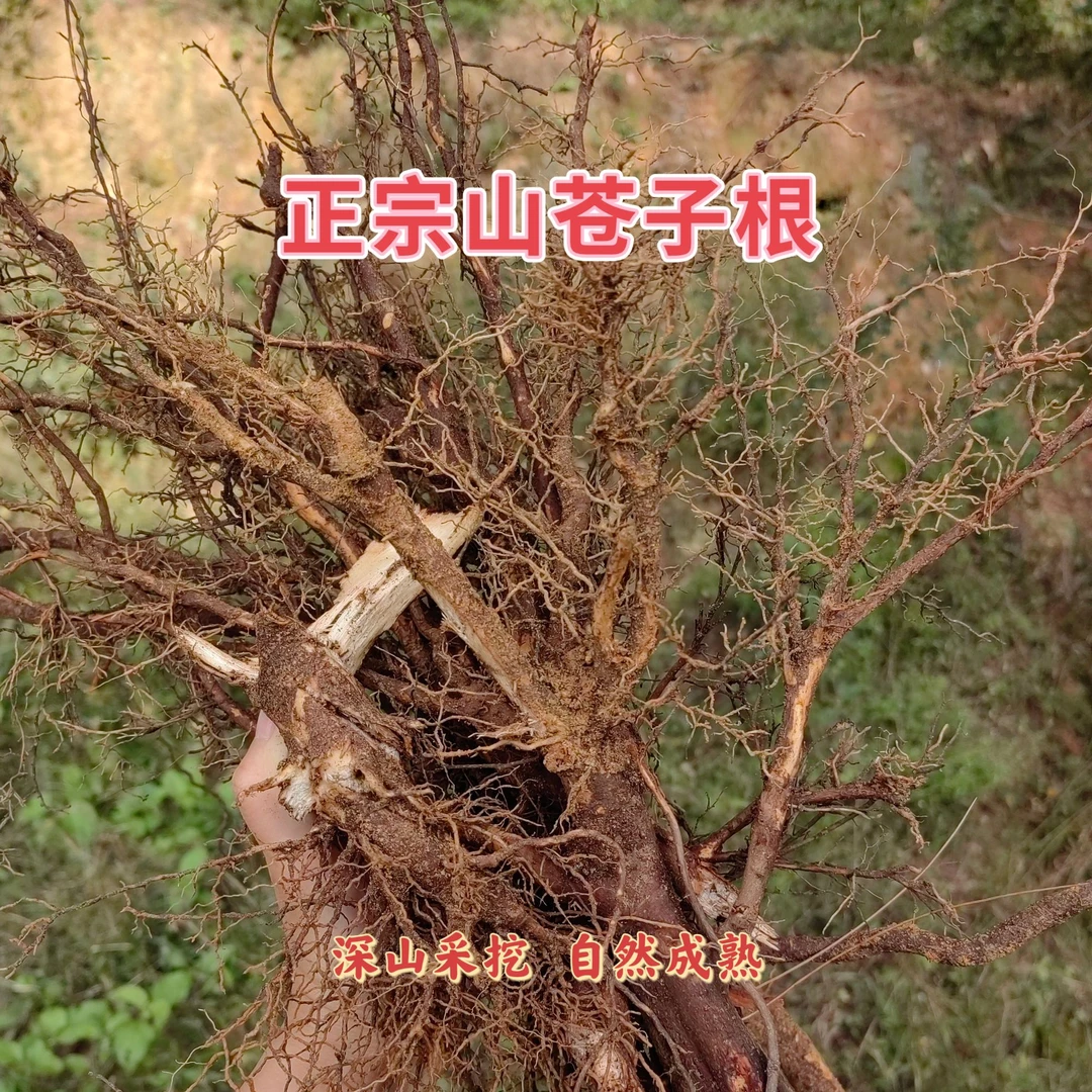 福州本地山苍子根草籽头木姜子根炖猪脚煲汤