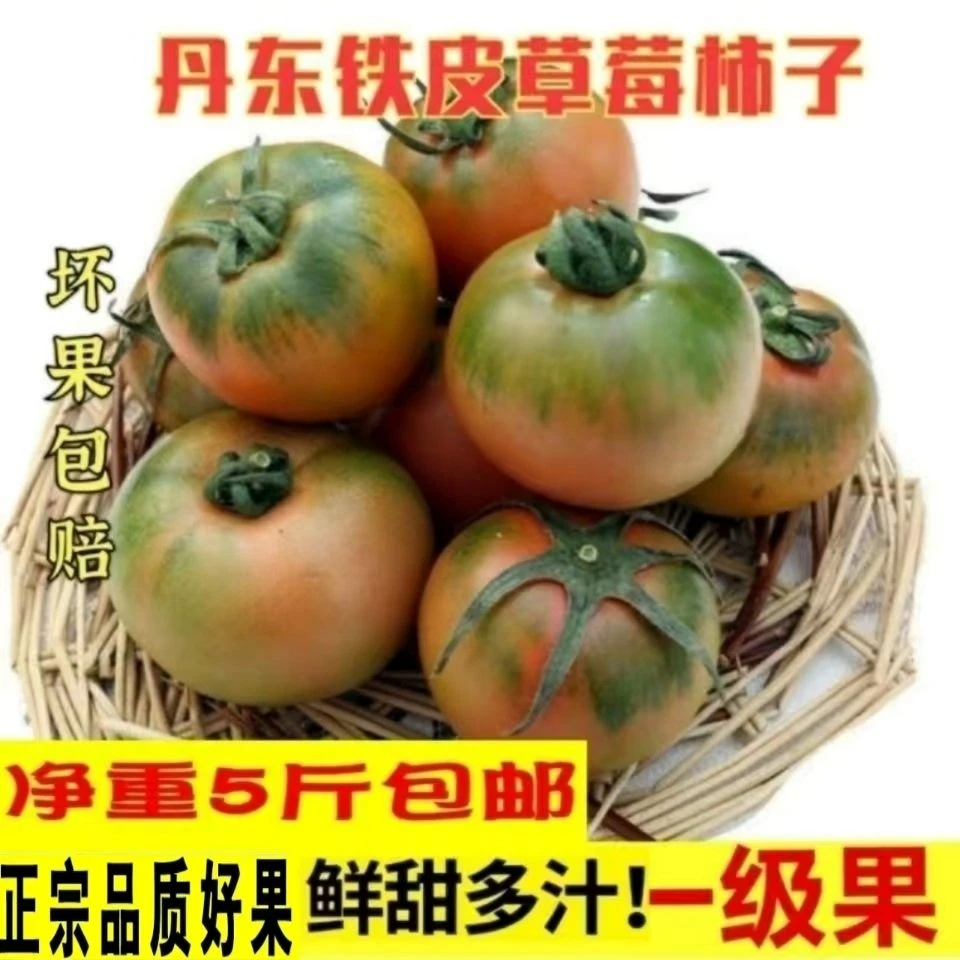 丹东铁皮柿子草莓柿子东北绿腚柿子碱地油柿子水果番茄鹰爪西红柿