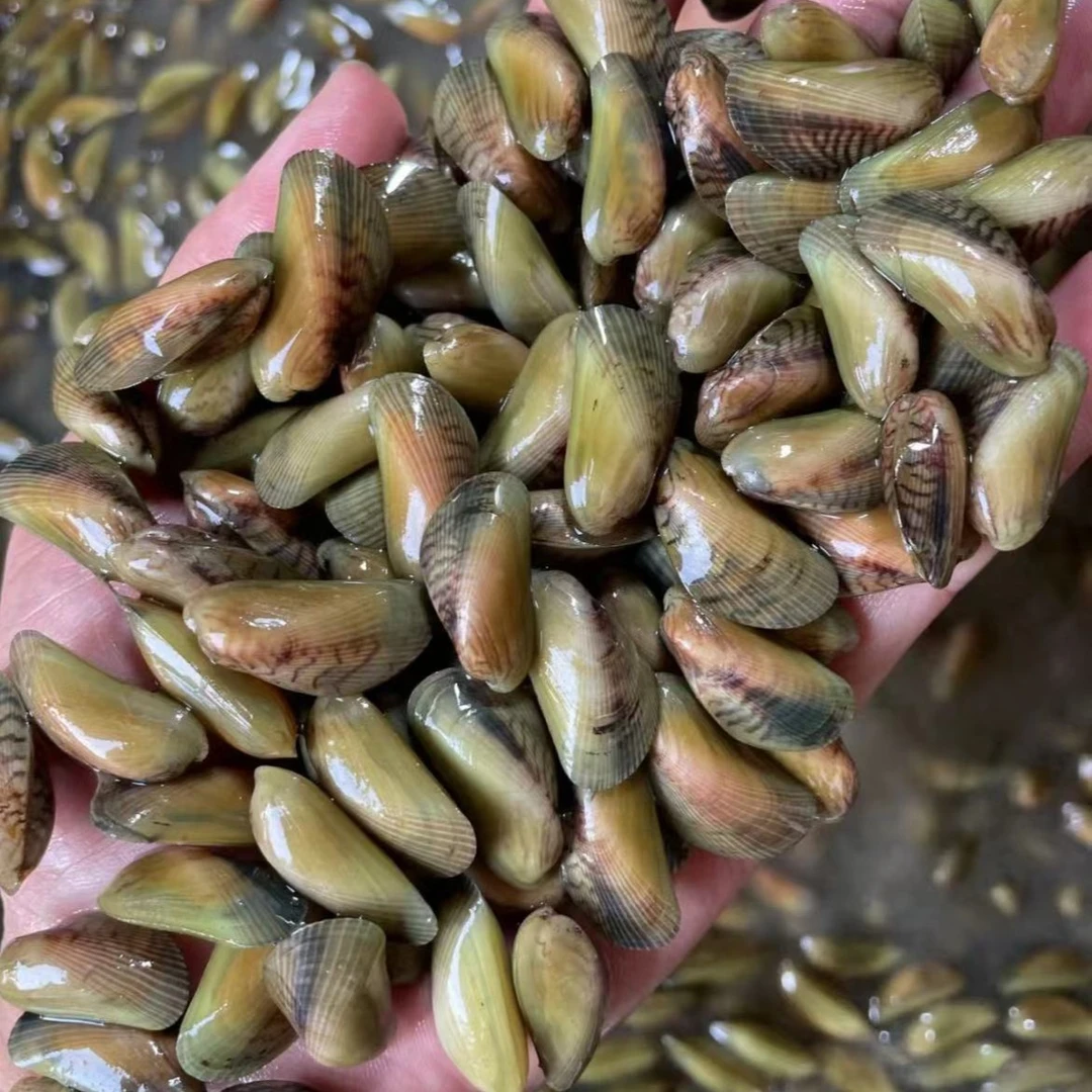 《同城闪送》海瓜子 1包1斤