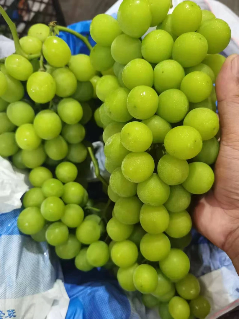 《同城闪送》阳光玫瑰青提 1件（约10-12斤左右）