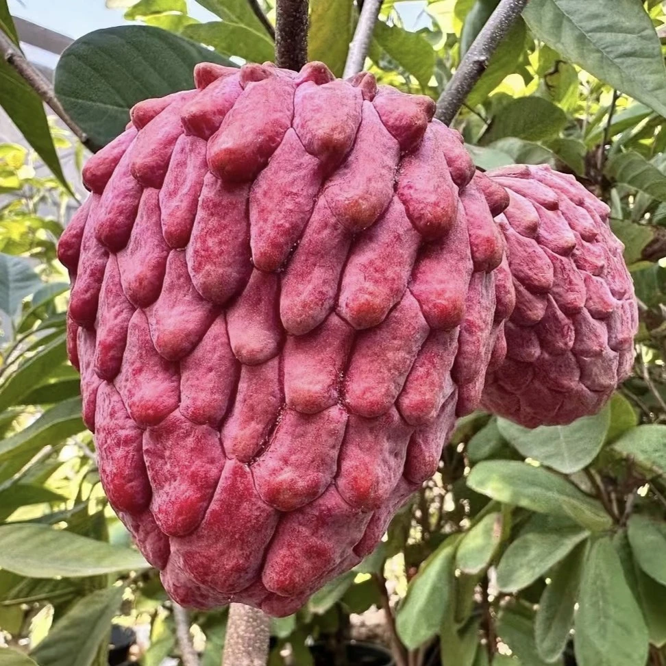 新品种进口以色列粉红释迦树苗嫁接南方种植带营养杯带土带叶