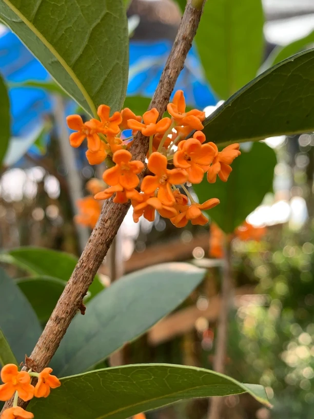 红花天香台阁四季桂橙红色花期长花色艳丽花香浓郁阳台庭院花园